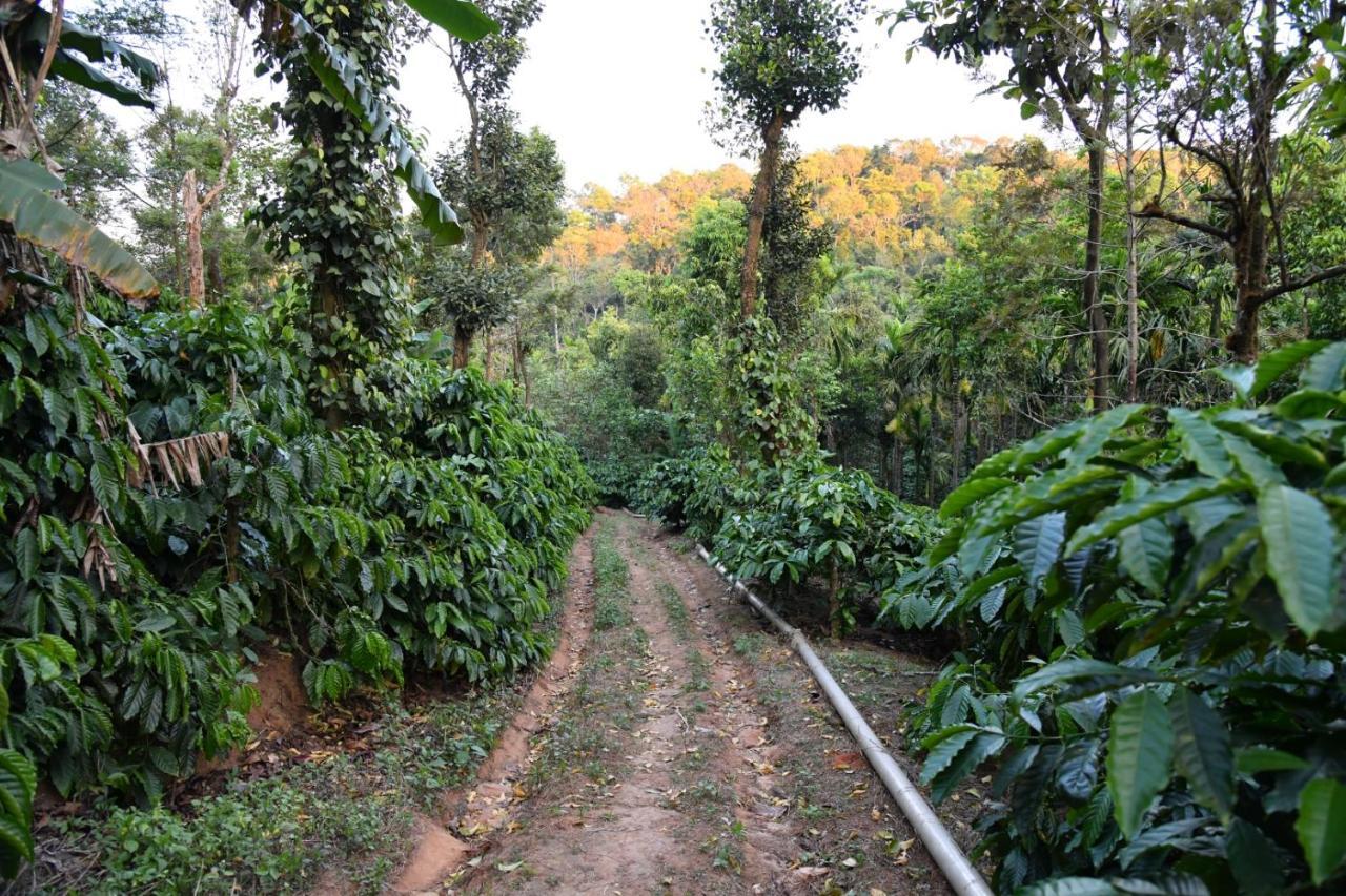 Nature - Hill Mountain View & River Access Homestay