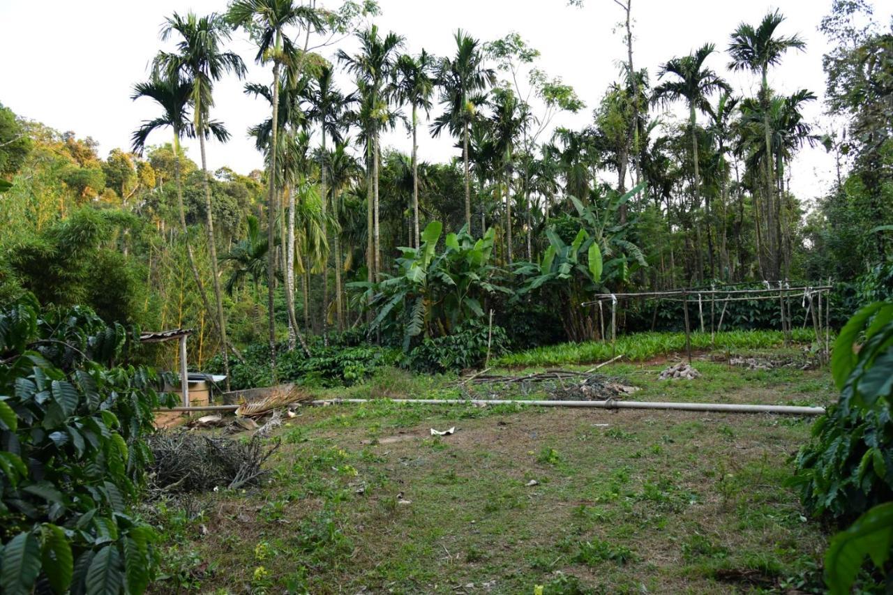 Nature - Hill Mountain View & River Access Homestay